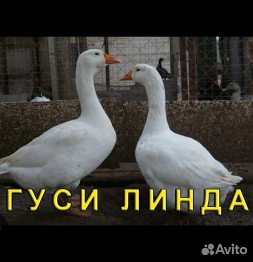Гуси Линда