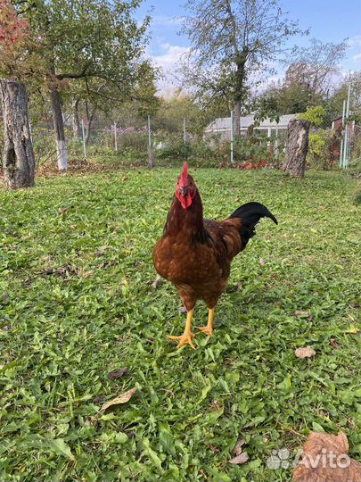 Продаю петушков