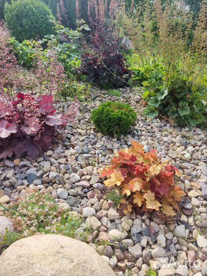 Растения гейхера