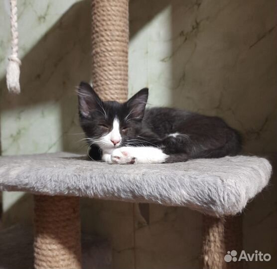 Особенный котёночек