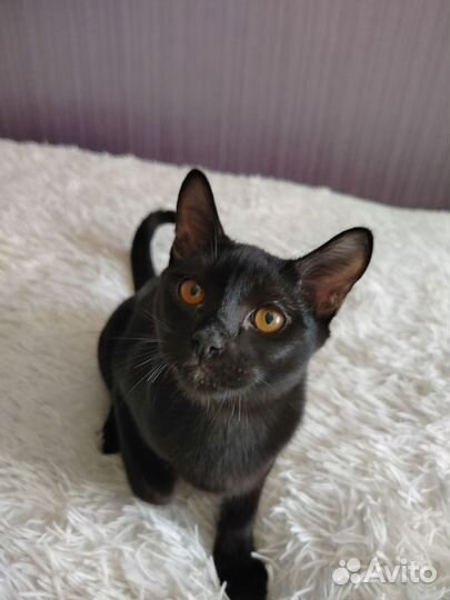 Бомбейские котята