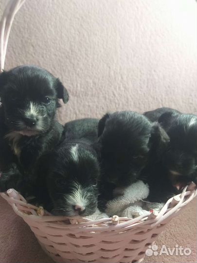 Кутята Вест-хайленд-уайт-терьер