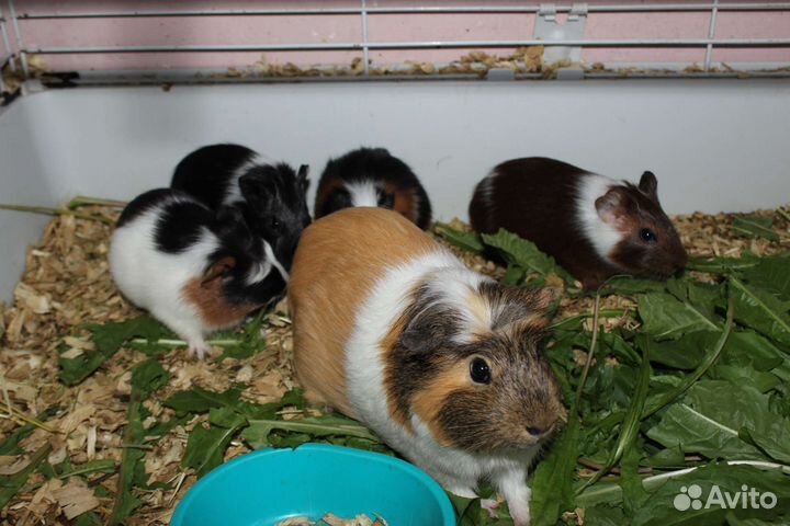 Морские свинки