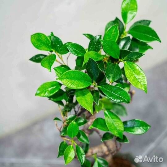 Дерево Бонсай - Баньян в стиле Мойоги 12 лет