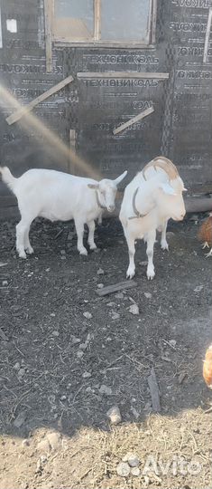 Коза и козочка