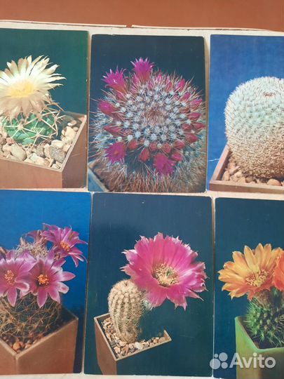 Набор открыток кактусов
