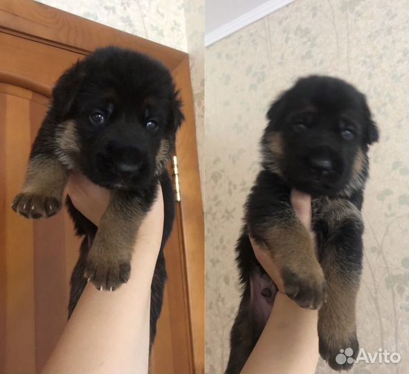 Немецкая овчарка, щенки разного возраста