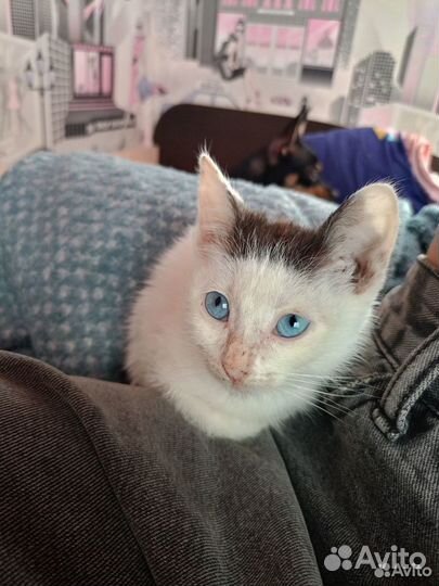 Котёнок в добрые руки
