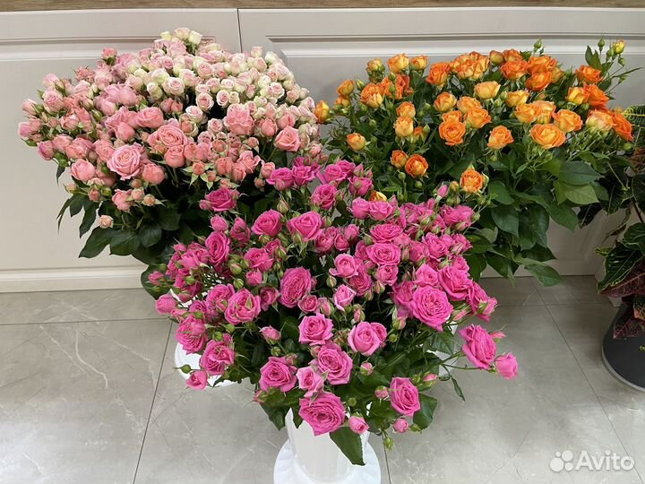 Кустовые розы