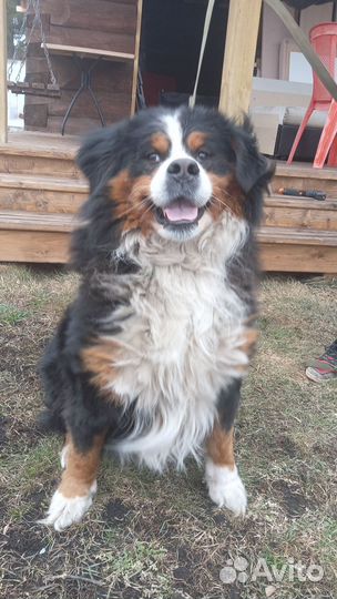 Собака - Бернский зенненхунд в добрые руки