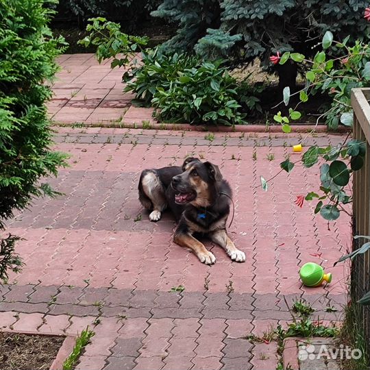 Гера в добрые руки