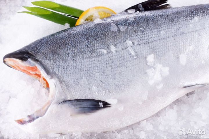 Форель свежемороженая оптом