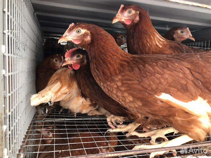 Продажа кур молодок