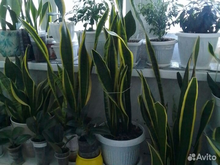 Комнатные цветы разные