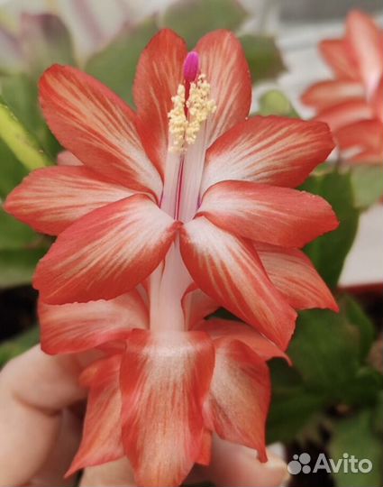 Декабрист шлюмбергера