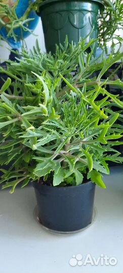 Каланхоэ оленьи рожки