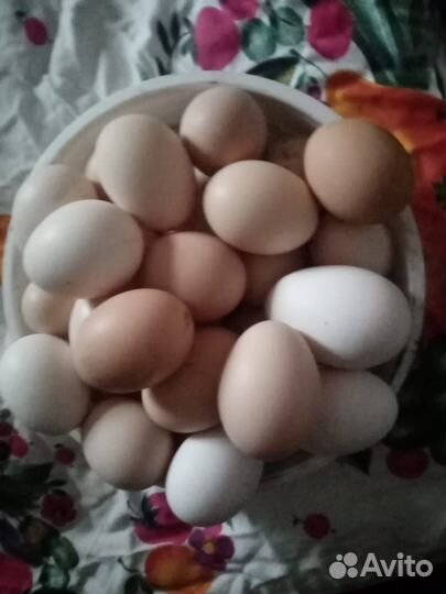 Домашние куриные яйца