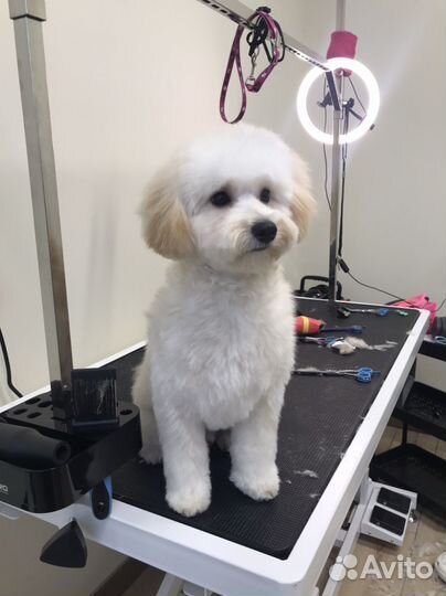 Груминг собак и кошек