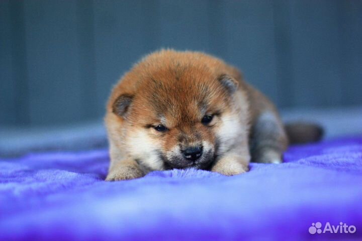 Девочки Сиба ину