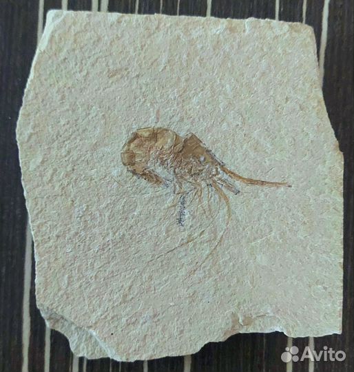 Отпечаток ископаемых креветок Carpopenaeus