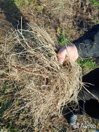 Сено в тюках