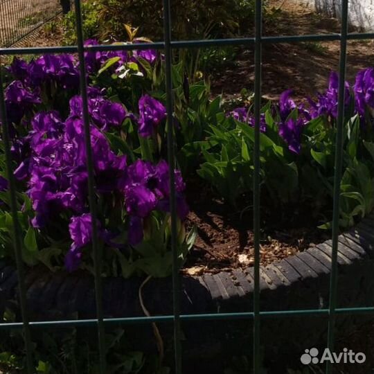 Ирисы