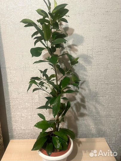 Сортовые фикусы большие и маленькие