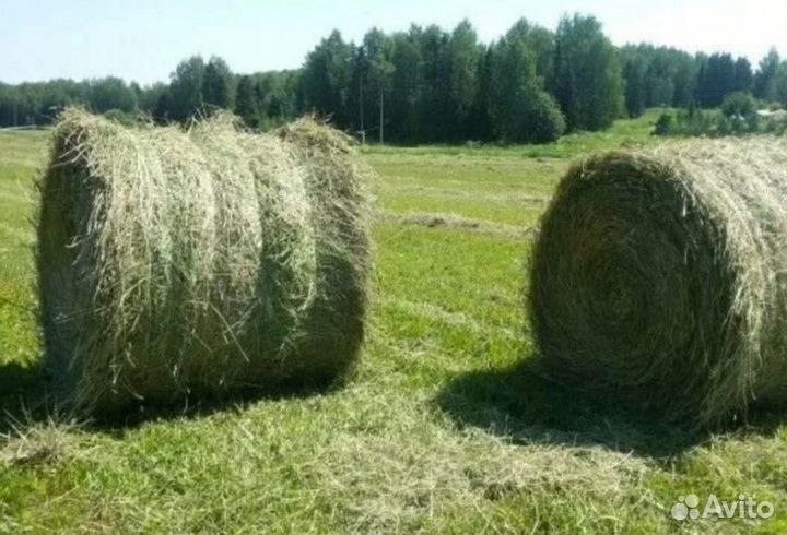 Сено в рулонах