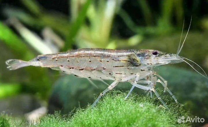 Креветки Амано