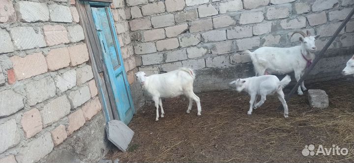 Коза дойная