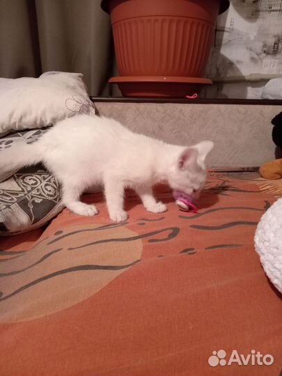 Котята в дар бесплатно