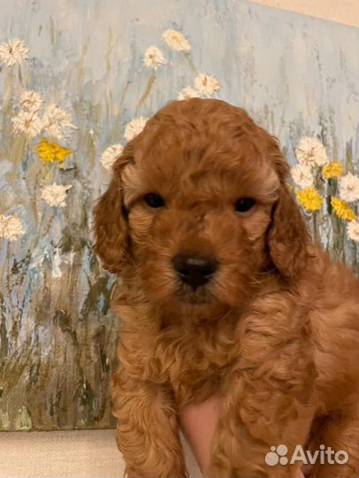 Карликовый пудель