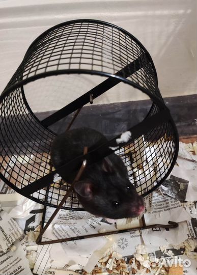 Сирийский хомяк девочка