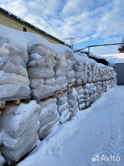 Скорлупа кедрового ореха