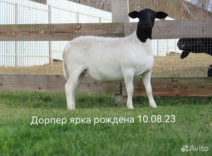 Дорпер ярки и баранчик