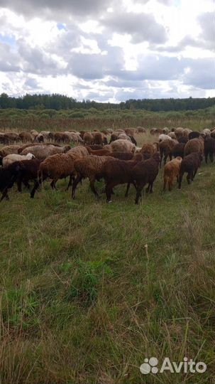 Мрс Овцы.Ярки.Ягнята.Бараны