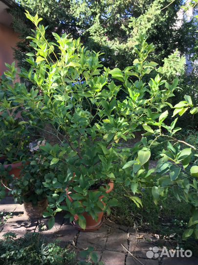 Взрослые плодоносящие лимонные деревья в кашпо