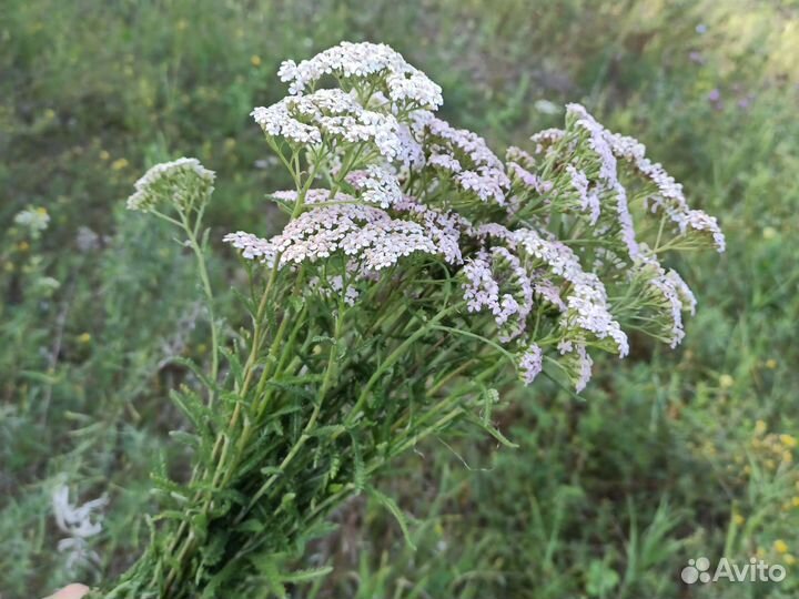 Тысячелистник