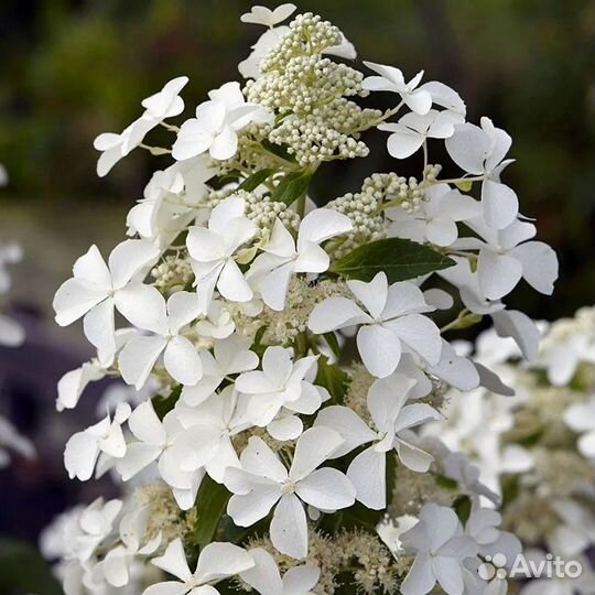 Гортензия метельчатая Бобо