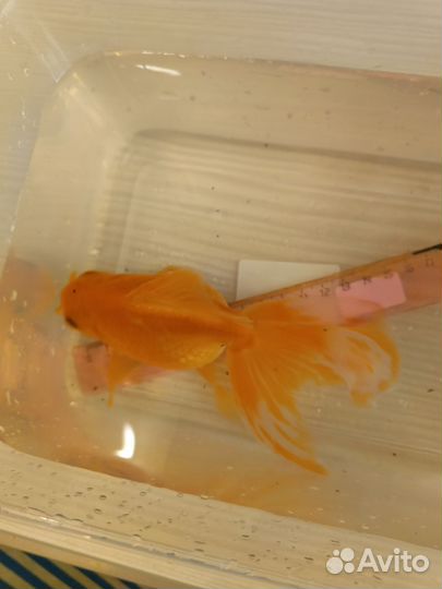 Золотая рыбка, риукин Екб