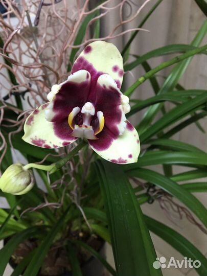 Орхидея фаленопсис