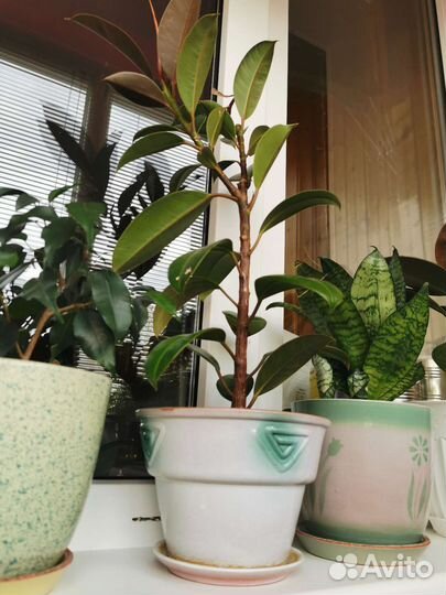 Комнатные цветы в глиняных горшках