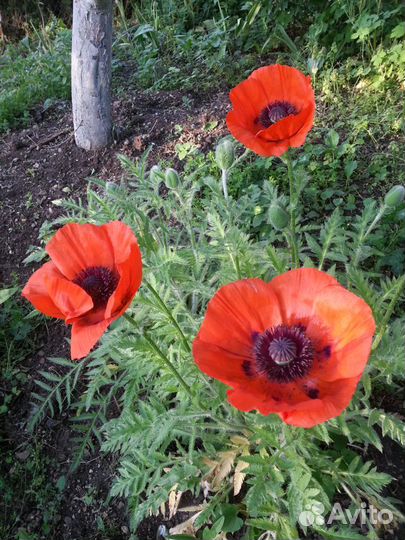 Мак садовый крупноцветный оранжевый