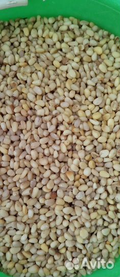 Кедровый орех