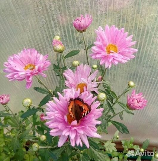 Хризантемы зимующие в грунте