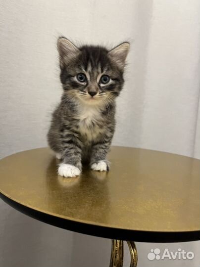 Котенок девочка