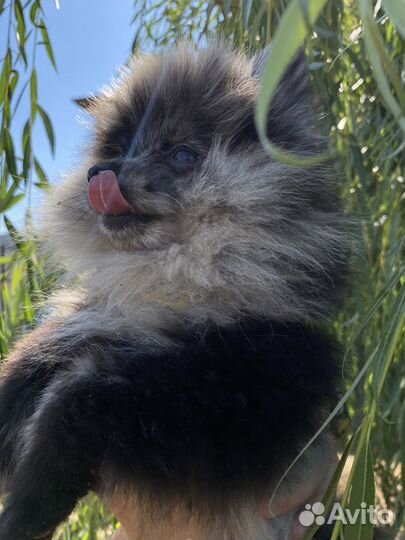 Померанский шпиц