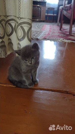 Отдам в хорошие руки