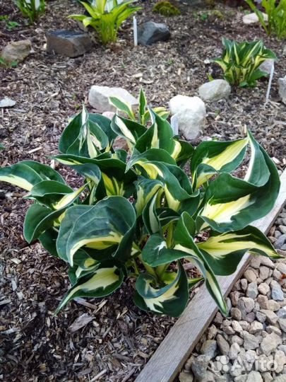 Хоста Вирлвинд