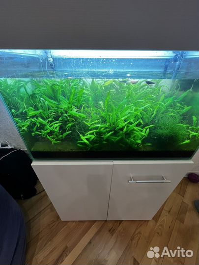Аквариум 100л. С рыбками и креветками